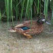 Laysan Duck